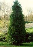 The branches of Norway spruce trees droop gracefully as the tree matures, making it a very attractive ornamental.