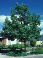 Red maple is prized as an ornamental shade tree because of its rapid growth.