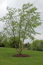 Growth rate: (M) Shagbark Hickory Carya ovata 60-80 The attractive features of shagbark hickory trees include fall foliage, novel bark for winter interest, and edible landscaping.