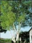 White Birch Betula platphylla 50-70 This moderate to fast-growing tree favors moist, well-drained soil, and full sun.