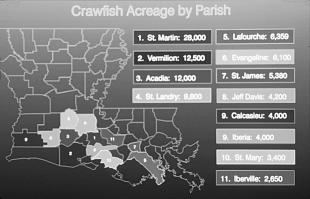 Introduction Dating back to native Americans and early European settlers, crawfishing has been a part of Louisiana culture.