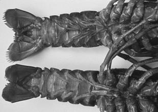 Crawfish Biology Life History At least 32 species of crawfish have been identified in Louisiana.