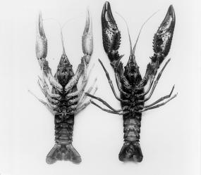 Both species are grown together in the same ponds. Industrywide, the red swamp crawfish comprises 70% to 80% of the annual catch. claws and hooks help the male grasp the female while mating.