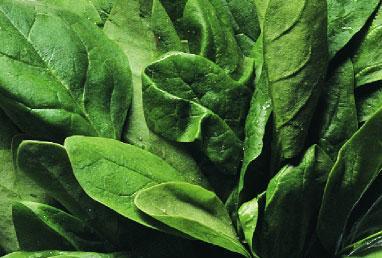 This basic knowledge may encourage families to include vegetables more often as a mainstay of family meals and snacks. Objectives: 1. Adults will explain a health benefit provided by spinach. 2.