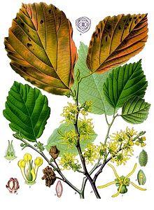 Witch-hazel (Hamamelis) is a genus of flowering plants in the family Hamamelidaceae and are part of the order Saxifragales. Saxifragales have an extensive fossil record.