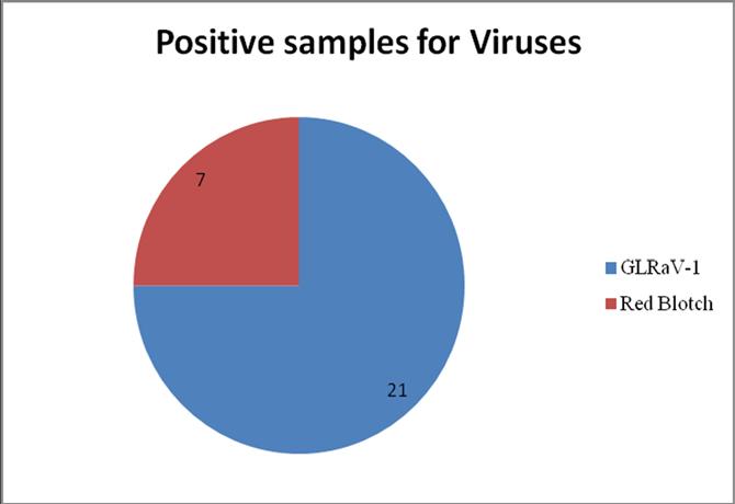 Leafroll Disease (GLRaV-1 ) in Muscadine Grapevines 2015 Audit of the Foundation Vineyard Viruses: GLRAV-1 muscadine samples only