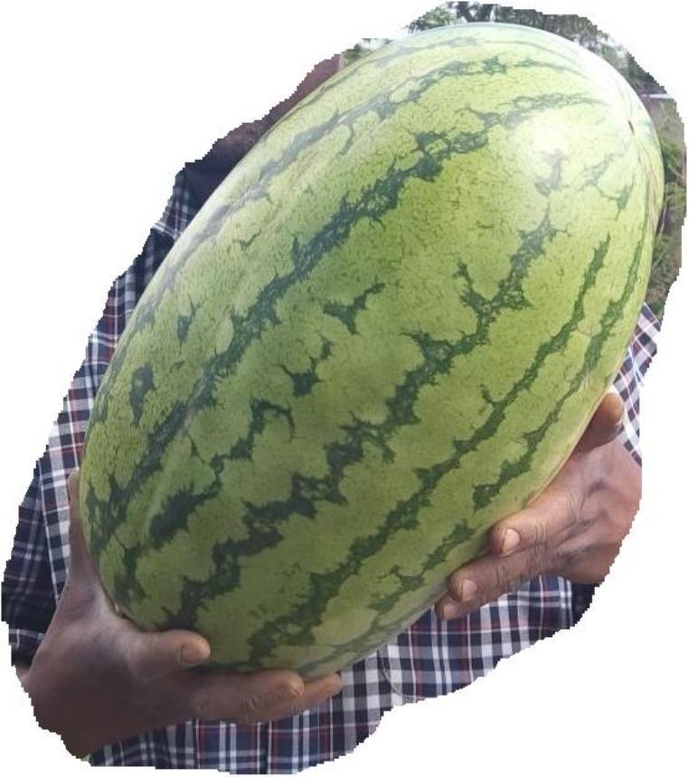 2015 WATERMELON MANUAL FOR