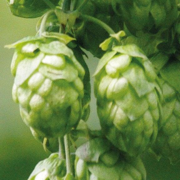 Hersbrucker Spaet The Hersbrucker hop, a traditional variety from the growing region of the same name, has strong growth and a particularly robust nature. It is largely resistant to pathogens.