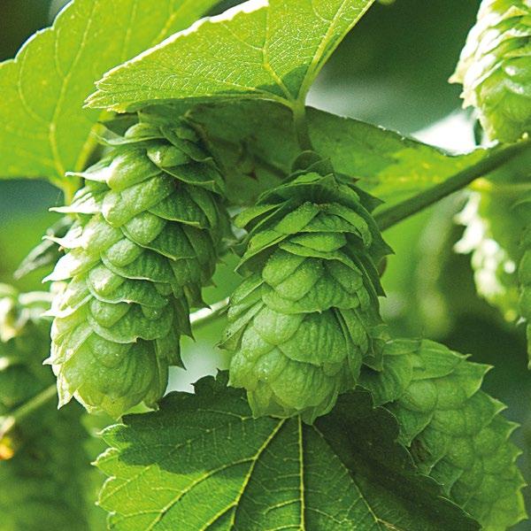 Triskel Frankreich Triskel is a newly bred hop with an aroma similar to Strisselspalter.