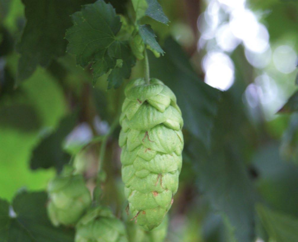 Wye Target Great Britain Wye Target was bred at Wye College and released in. It is the most widely grown British hop, offering very high bitter value and very good stability.