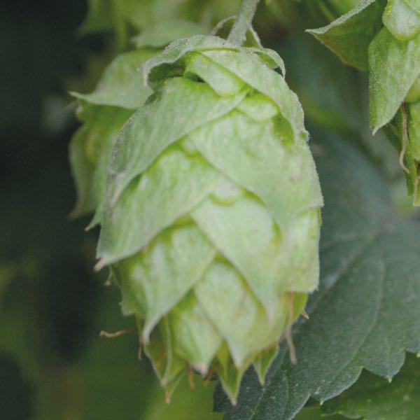 Ekuanot USA America Like the two very successful varieties Citra and Mosaic, Ekuanot (HBC ) was also bred by the Hop Breeding Company.