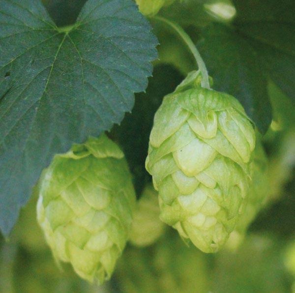 Mosaic USA America Mosaic is an aroma hop variety developed by Hop Breeding Company, LLC and released in 0. Mosaic is the daughter of the Simcoe (YCR brand) variety and a Nugget-derived male.
