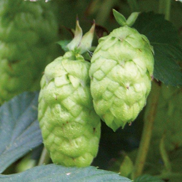 Summit USA America Summit is a dwarf high alpha variety bred by the American Dwarf Hop Association and released in 00.