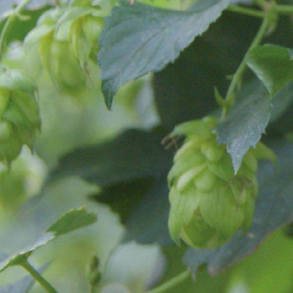 Bobek Slovenia Bobek, a daughter of Styrian Savinjski Golding, is known for its very good agronomic traits in hop production and processing.