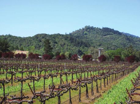 Fertile Red or White Grape Vineyard Ground