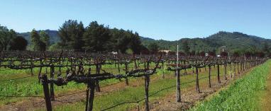 Fertile Red or White Grape Vineyard Ground Redwood Valley Table of Contents Salient Facts... 3 Property Details.