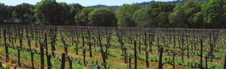 The reason Portalupi wine is made began many years ago in Arcata, a small northern California coastal town Historic Yields where Tim and Jane first met as children.