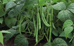 Bean Opportune Momentum This variety has long pods, high yield and larger bush style. Performs well in most bean growing regions.