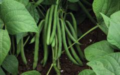 standard for dark beans with dark-colored pods and high yield preservations. Designed for the fresh market, adapted to most growing regions.