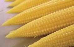 Baby corn SG17 SG18 This hybrid baby corn has a long shelf life and fantastic yield potential.