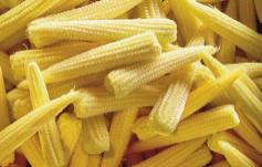 plant This hybrid baby corn has excellent shelf life and high yield potential. Is well suited to fresh and processing markets.