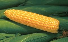Sweet corn Prime Plus Garrison Widely adapted variety with healthy plants and outstanding quality.