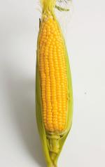 Moreland GSS3071 High yielding strong growing variety with attractive cobs and good eating quality.