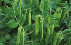 Mucio Grundy This large podded main crop variety performs well under stressful circumstances and is well adapted to hotter climates.