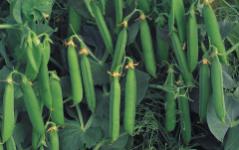 Shelling pea Bingo Vivado This dark-green main crop afila variety is a guarantee against blonding. Known for excellent colour and taste, high yield potential even under difficult conditions.