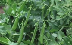 Snap pea Sugar Lady SL3123 A semi leafless variety with stringless, fleshy, round, attractive edible pods.