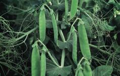 Snow pea Snow Wind Snow Green ONLY AVAILABLE IN AFRICA A semi leafless snow pea variety with outstanding yield and quality.