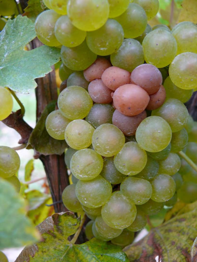 Factors that Promote Sour Rot Tight clusters Thin skins Pinot