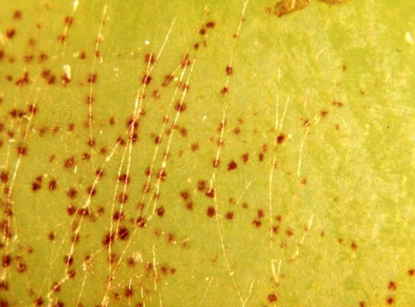Factors that Promote Sour Rot Diffuse powdery mildew infections?