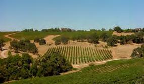 Turning onto the ranch reveals an oak-studded terrain consisting of interconnected vineyard blocks demarcated by gentle