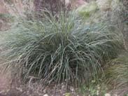 Tussocks, Grasses & Flaxes Page 3 Anemanthele lessoniana A graceful grass growing to 1 metre.