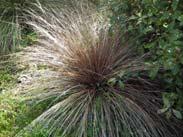 dark bronze purple leaves. Narrow graceful form, hardy to wind and cold, most soil types.