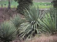 NZ Natives Page 5 Cordyline australis Cabbage Tree Highly scented