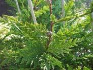 00 Cupressocyparis leylandii var Leighton Green Green Leyland Very hardy conifer capable of rapid growth.