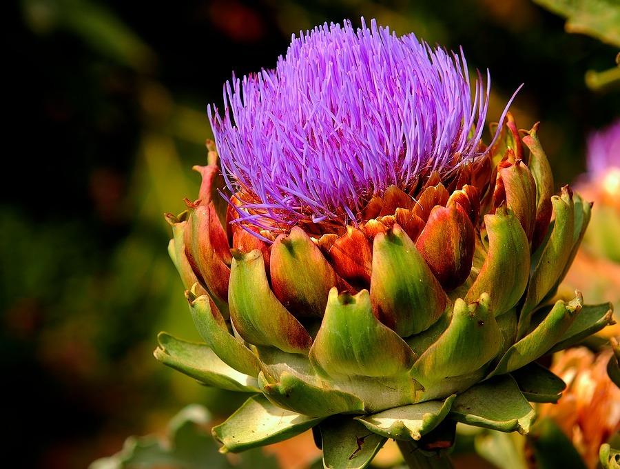 Superfood #7 Artichokes The Artichoke is a member of the thistle family, which is a group of flowering plants that have sharp leaves.