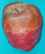 bowl crack of a Gala apple. Fig. 4.