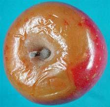 stem of a Red Delicious apple fruit,