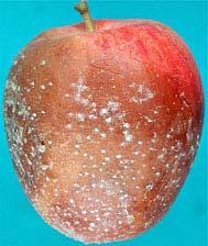 10 and 11) and calyx-end rot (Figs. 12 to 15) are the two major types of symptoms of speck rot on apple fruit.