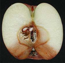 Pycnidia of Phacidiopycnis washingtonensis may form on the