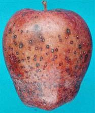 Advanced stage of speck rot on a Red delicious fruit showing discolored fruit with very few specks around the lenticels.