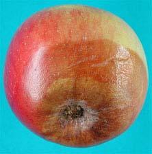 Calyx-end Sphaeropsis rot on a Red Delicious apple