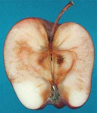 Golden Delicious apple fruit. Fig. 30.