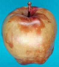 An entire Red Delicious apple fruit decayed by Sphaeropsis