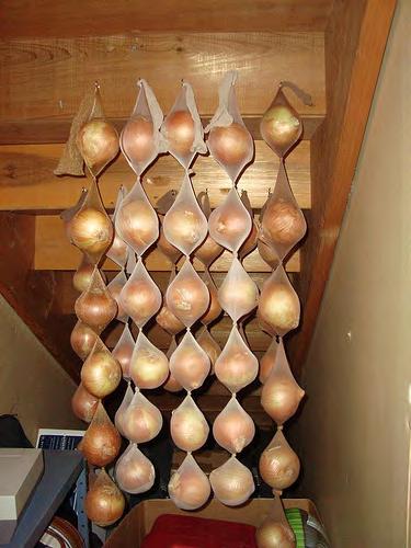 1. Onions stored in pantyhose will last as long as 8 months.