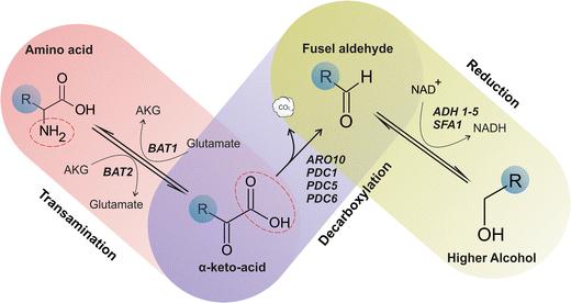 Higher Alcohol Formation Fig. 1 Taken from Pires, Teixeira et al. 2014 The Ehrlich pathway and the main genes involved in the synthesis of enzymes catalyzing each reaction.