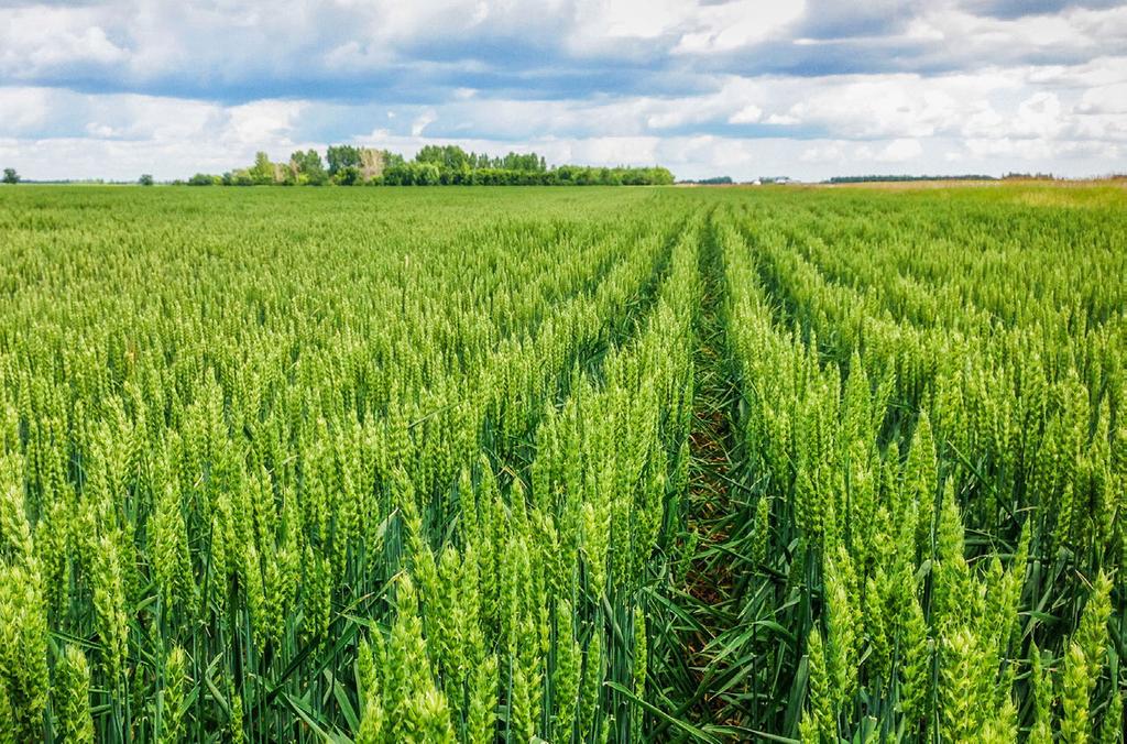 Canadian Wheat Yields Growing conditions were generally warm and dry on the Canadian Prairies, causing a reduction in yields from 2017.